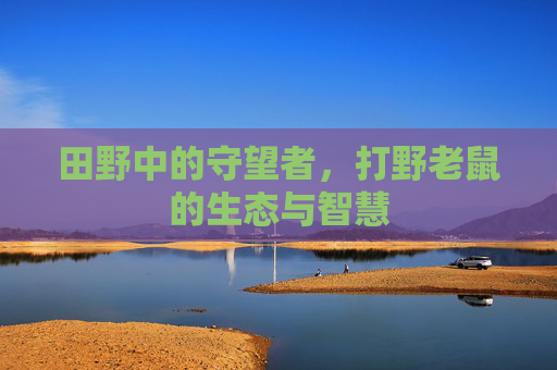 田野中的守望者，打野老鼠的生态与智慧