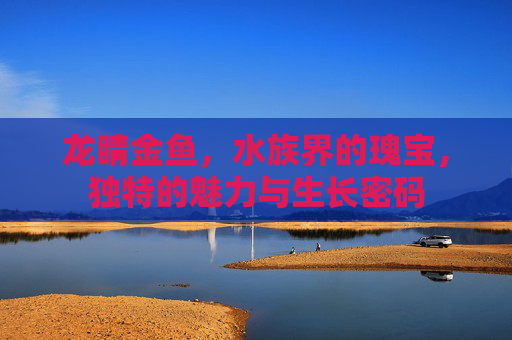 龙睛金鱼,水族界的瑰宝,独特的魅力与生长密码 龙睛金鱼,水族界的瑰宝,独特的魅力与生长密码