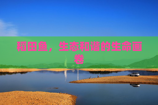 稻田鱼,生态和谐的生命画卷 稻田鱼,生态和谐的生命画卷