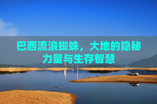 巴西流浪蜘蛛,大地的隐秘力量与生存智慧 巴西流浪蜘蛛,大地的隐秘力量与生存智慧