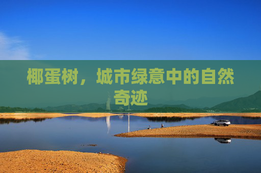 椰蛋树，城市绿意中的自然奇迹