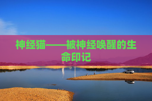 神经猫——被神经唤醒的生命印记 神经猫——被神经唤醒的生命印记