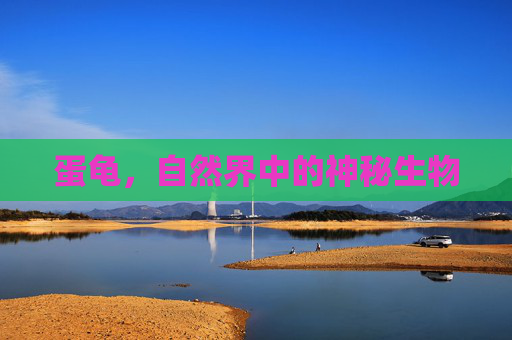 蛋龟，自然界中的神秘生物